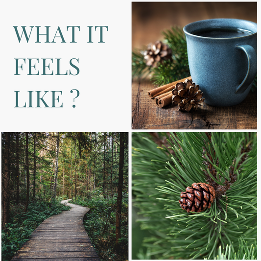 Timber Trails | Car Hanging Pod | upto 75 days